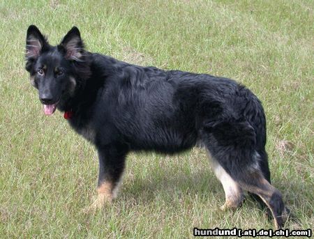 Shiloh Shepherd Hunde Foto 15641 in höherer Auflösung ansehen Shiloh Shepherd Kai Bär (ISSR Shiloh @ 6 Monate)