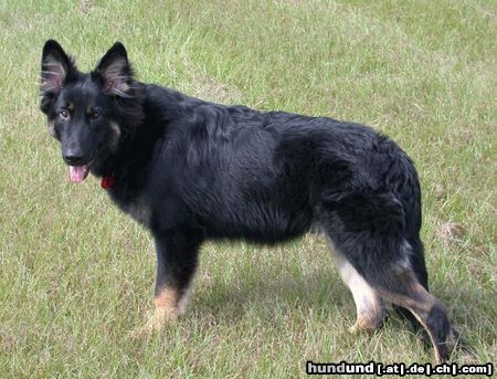 Shiloh Shepherd Kai Bär (ISSR Shiloh @ 6 Monate)