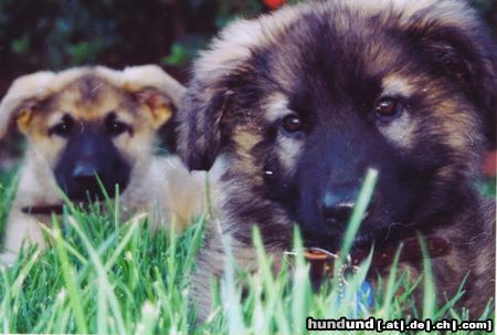 Shiloh Shepherd Kenai & Koda, Brothers