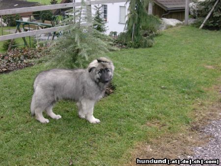 Shiloh Shepherd Hunde Foto 7445 Shiloh Shepherd