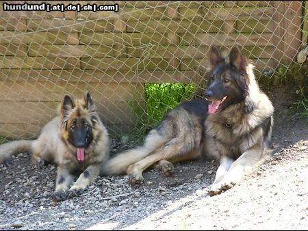 Shiloh Shepherd Shiloh Rüde Duke 41/2 Jahre und seine Tochter Shanaya 5 Mt.