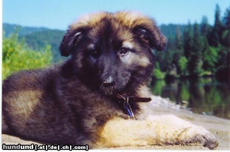 Shiloh Shepherd Kenai & Koda, Brothers