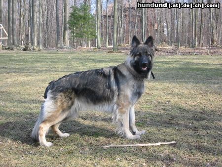Shiloh Shepherd Hunde Foto 13038 Shiloh Shepherd