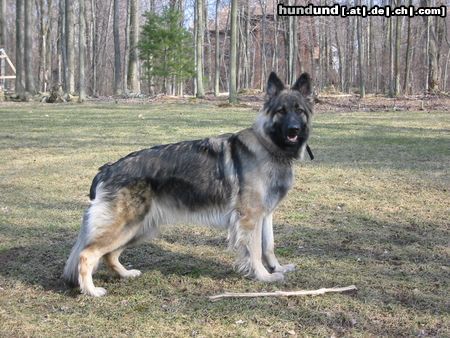 Shiloh Shepherd