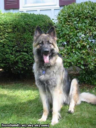 Shiloh Shepherd