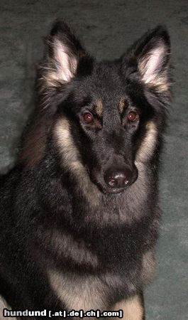 Shiloh Shepherd Hunde Foto 18341 in höherer Auflösung ansehen Shiloh Shepherd Kai Bär (ISSR Shiloh, 9 Monate)