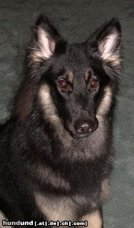 Shiloh Shepherd Kai Bär (ISSR Shiloh, 9 Monate)