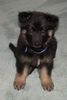 Shiloh Shepherd Hund