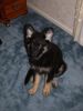 Shiloh Shepherd Hund