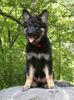 Shiloh Shepherd Hund