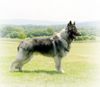 Shiloh Shepherd Hund