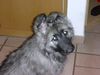 Shiloh Shepherd Hund