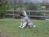 Shiloh Shepherd Hund