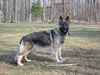 Shiloh Shepherd Hund