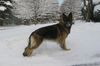 Shiloh Shepherd Hund