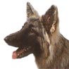 Shiloh Shepherd, Shiloh-Schäferhund