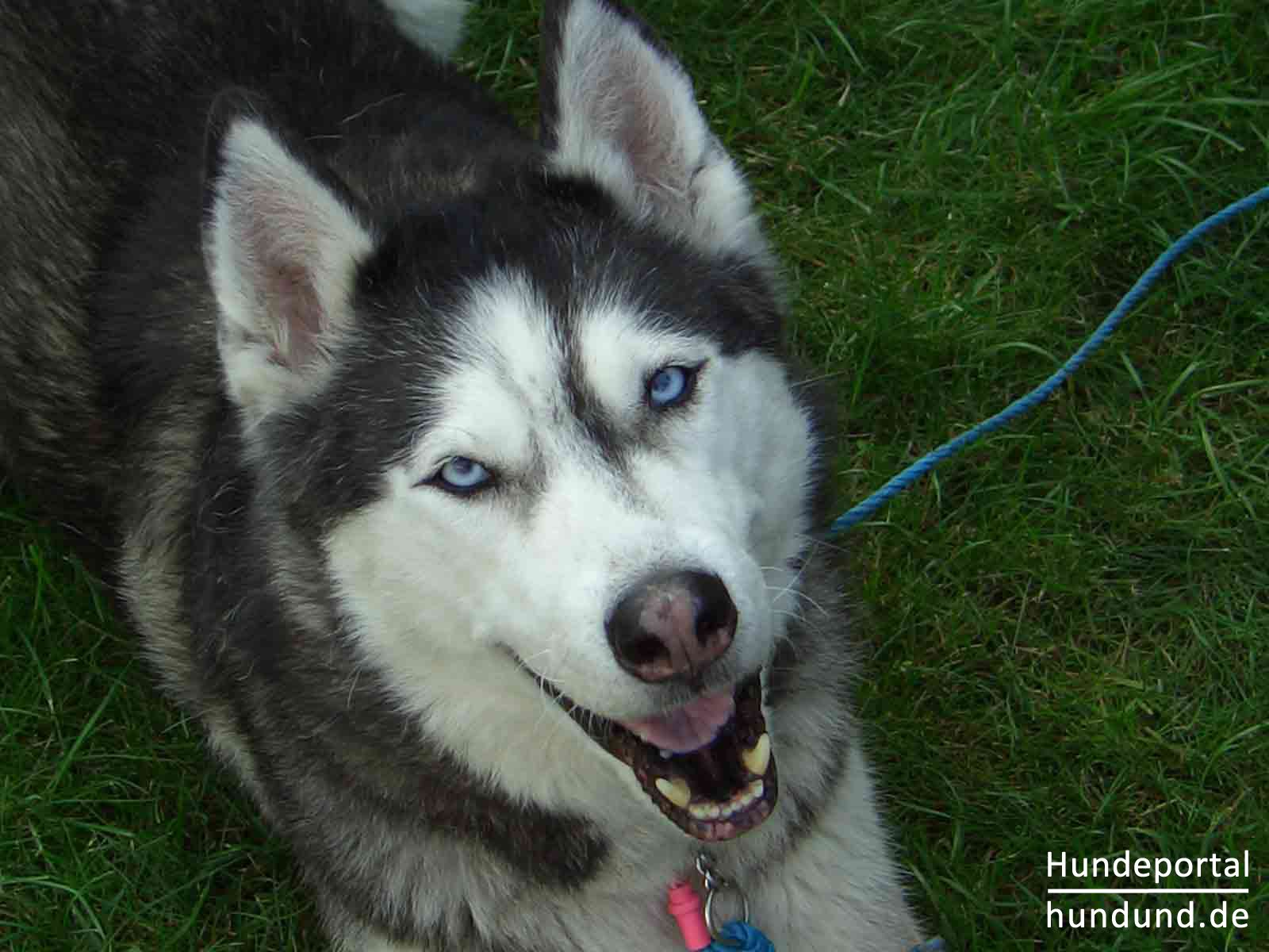 Siberian Husky, Sibirischer Husky, Arctic Husky Foto 34624 hundund.de