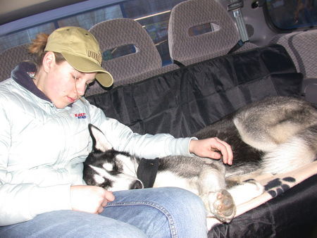 Siberian Husky Akii kaputt vom Toben ( 1 Jahr alt )