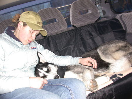 Siberian Husky Hunde Foto 31269 Siberian Husky Akii kaputt vom Toben ( 1 Jahr alt )