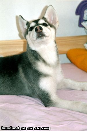 Siberian Husky Hunde Foto 20351 in höherer Auflösung ansehen Siberian Husky ...da riecht doch was...