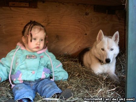 Siberian Husky Hunde Foto 18710 in höherer Auflösung ansehen Siberian Husky Kinder und S. Husky