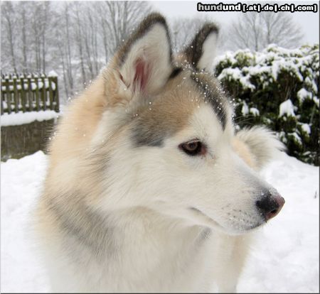 Siberian Husky Nanook of Bohemian Wind