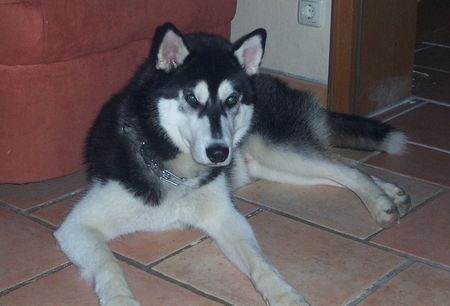 Siberian Husky und heute