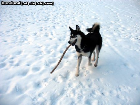 Siberian Husky Hunde Foto 7976 Siberian Husky High Life im Schnee