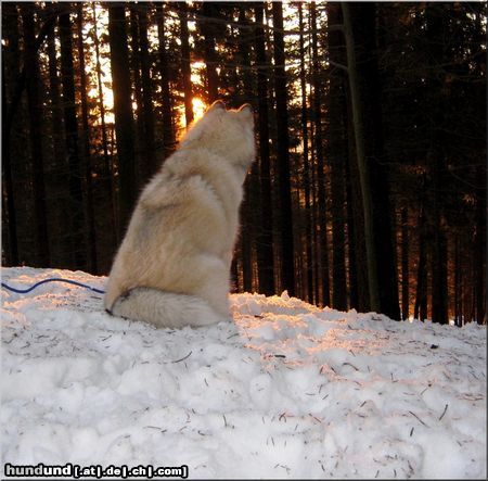Siberian Husky Nanook of Bohemian Wind