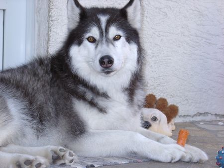 Siberian Husky Hunde Foto 27707 in höherer Auflösung ansehen Siberian Husky Tyron: es muss nicht immer Fleisch sein!