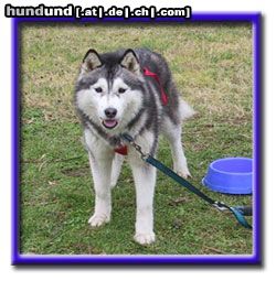 Siberian Husky Hunde Foto 4732 Siberian Husky Unsere Akasha vor dem Training