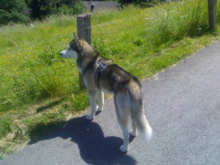 Siberian Husky Hunde Foto 34851 in höherer Auflösung ansehen Siberian Husky