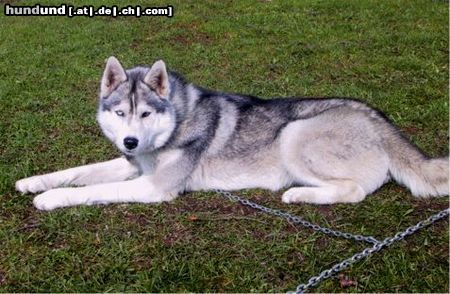 Siberian Husky Hunde Foto 4497 Siberian Husky Bonny