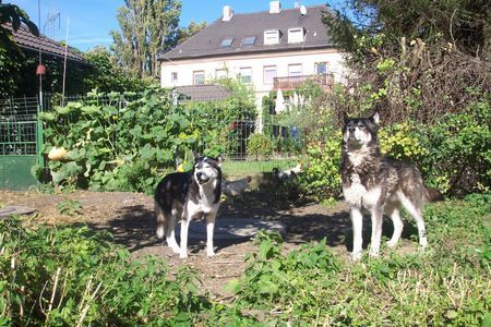 Siberian Husky Hunde Foto 27174 Siberian Husky Sommer