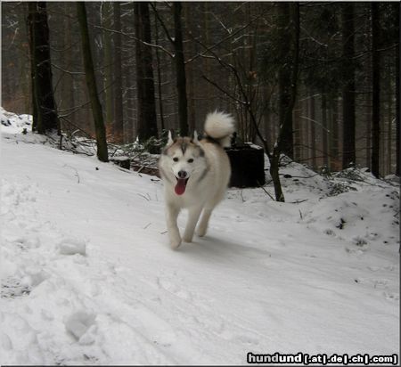 Siberian Husky Hunde Foto 46283 in höherer Auflösung ansehen Siberian Husky Nanook of Bohemian Wind