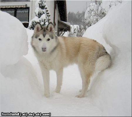 Siberian Husky Nanook of Bohemian Wind