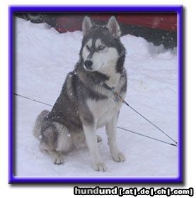 Siberian Husky Hunde Foto 4735 Siberian Husky Wann gehts den endlich los?