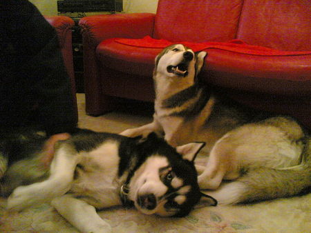 Siberian Husky Hunde Foto 34850 in höherer Auflösung ansehen Siberian Husky