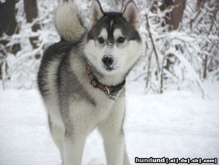 Siberian Husky Hunde Foto 4033 Siberian Husky ..und nochmal Timber im Schnee