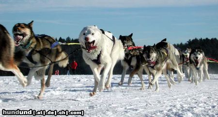 Siberian Husky Hunde Foto 7067 Siberian Husky Für meinen Musher geb' ich alles ...