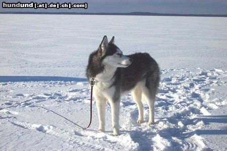 Siberian Husky Hunde Foto 9390 Siberian Husky Ganz schön einsam hier !!