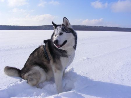 Siberian Husky Frodo im Schnee