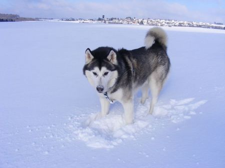Siberian Husky  Sonne und Schnee, was für ein tolles Wetter !