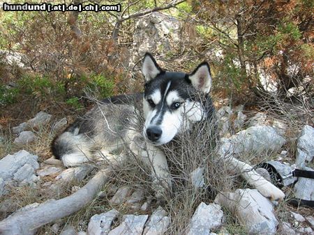 Siberian Husky Hunde Foto 23202 in höherer Auflösung ansehen Siberian Husky autsch