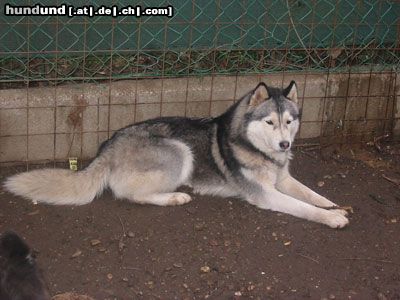 Siberian Husky Hunde Foto 10754 Siberian Husky Akasha