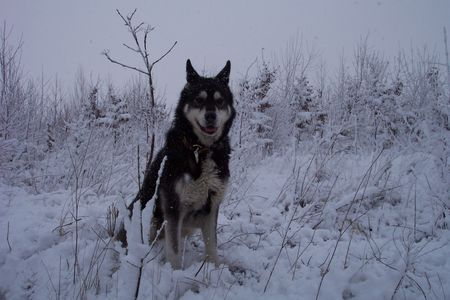 Siberian Husky Hunde Foto 27173 Siberian Husky Snowdog