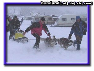 Siberian Husky Hunde Foto 4739 Siberian Husky Und los gehts!