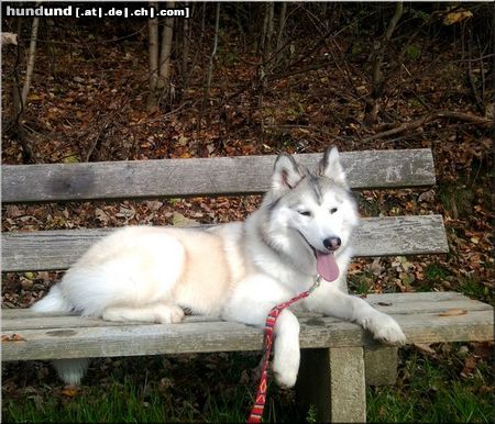 Siberian Husky Hunde Foto 46285 in höherer Auflösung ansehen Siberian Husky Nanook of Bohemian Wind