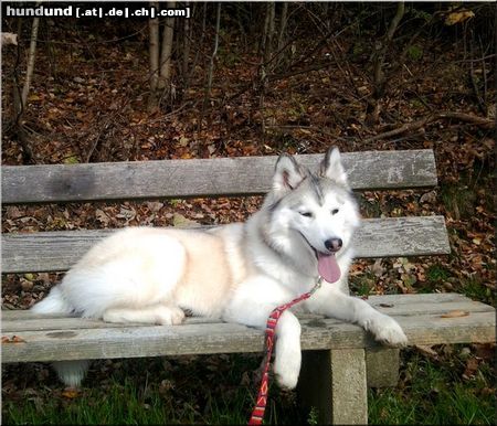 Siberian Husky Nanook of Bohemian Wind