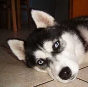 Siberian Husky Hunde Foto 27945 in höherer Auflösung ansehen Siberian Husky Grace Colours of the Night